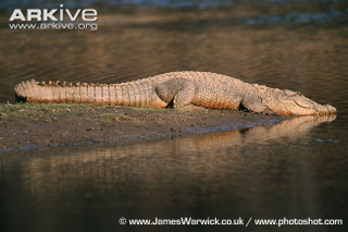 Illustration for article titled Sunday Crocodilian - Crocodylus palustris Edition